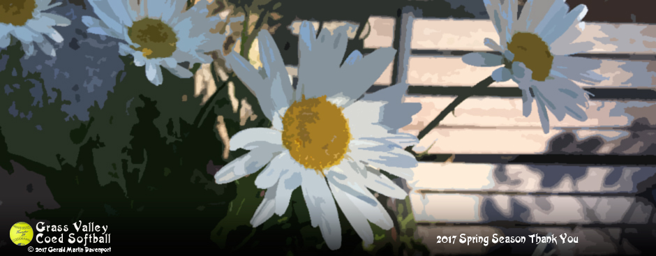 Daisies against a fence - articially altered.